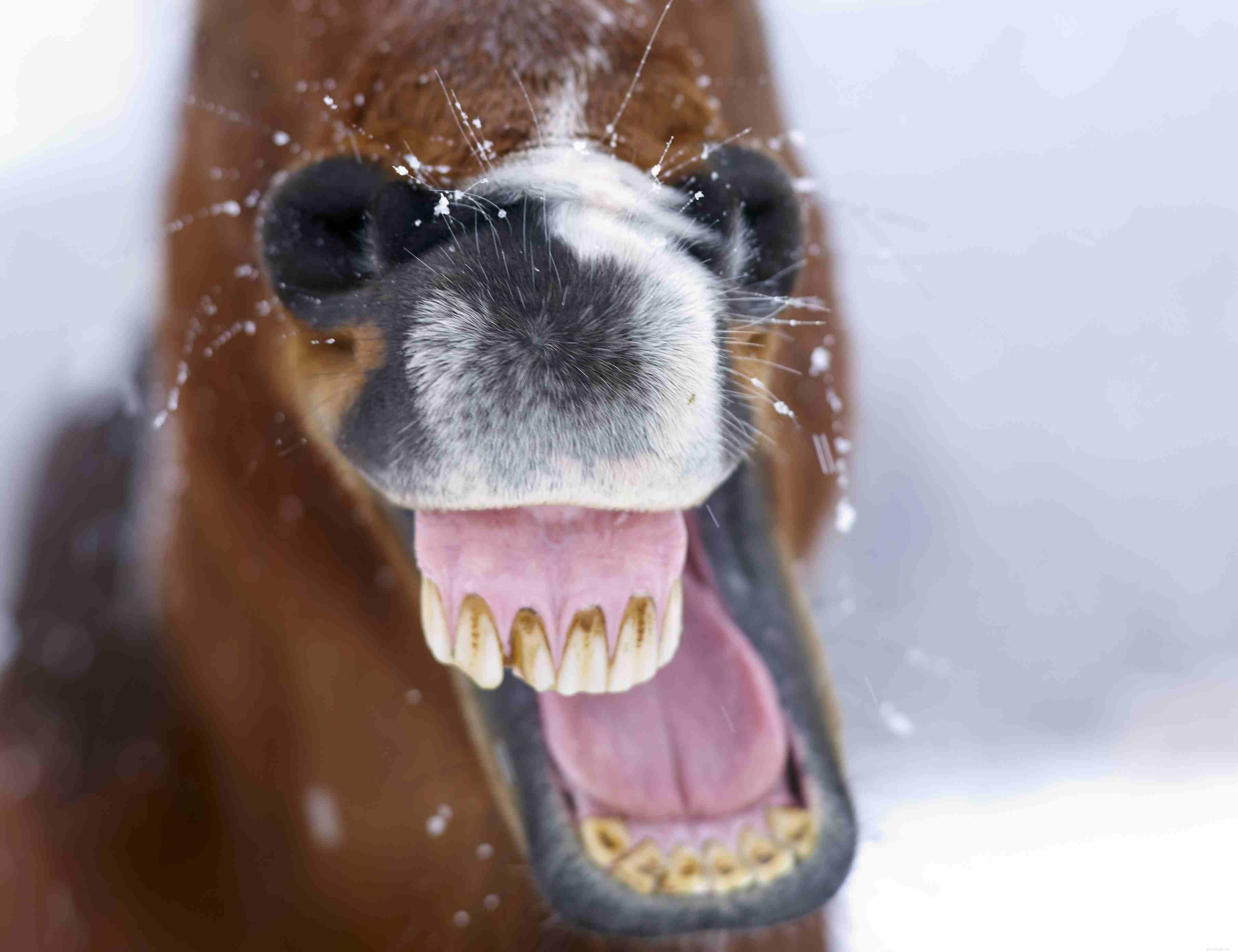 Saiba mais sobre os dentes do seu cavalo