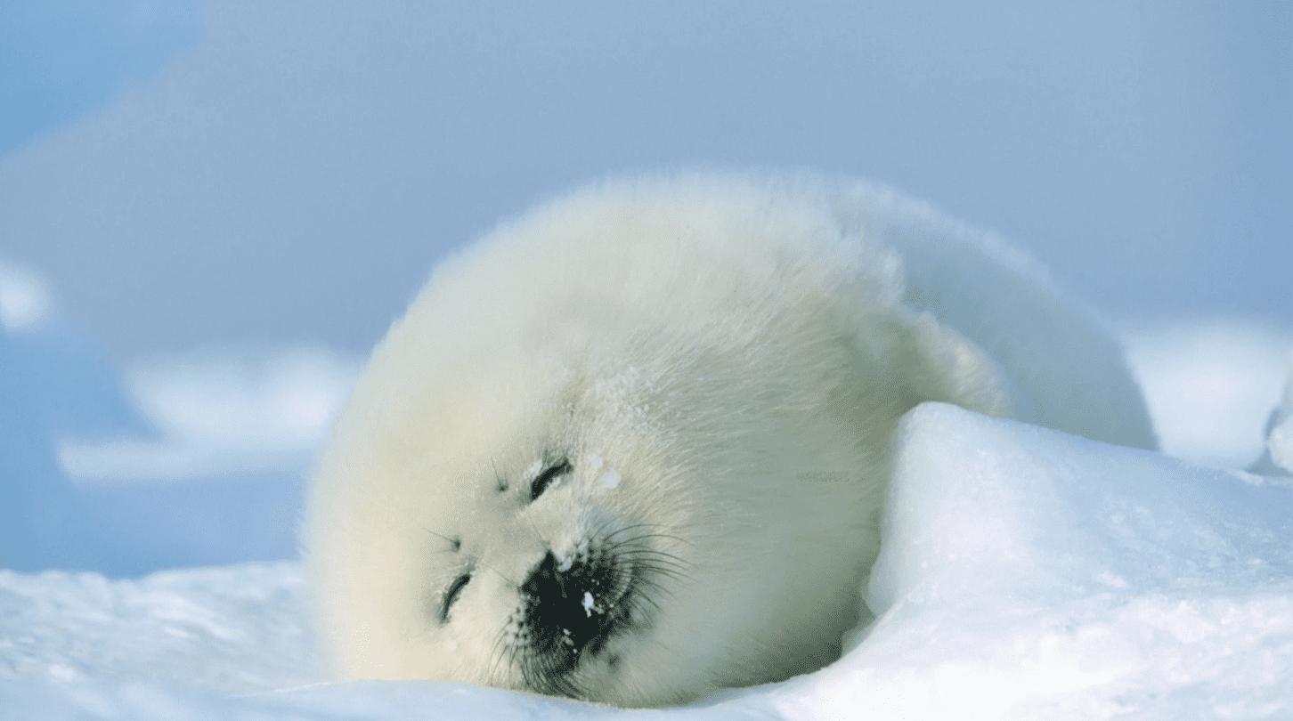 12 bébés animaux excités par l hiver