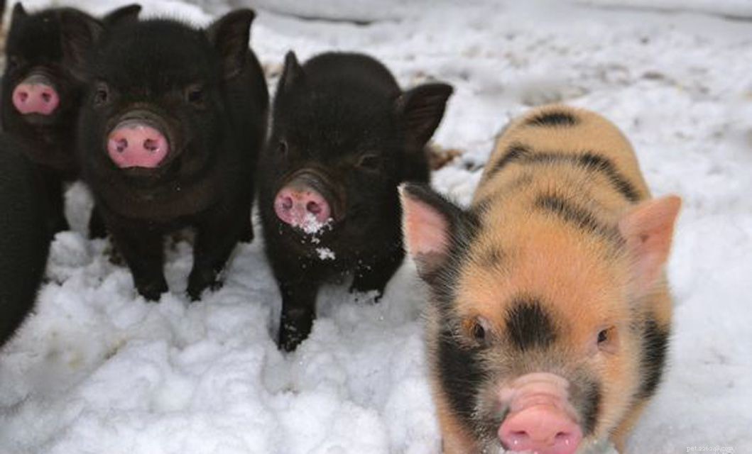12 babydieren die zin hebben in de winter