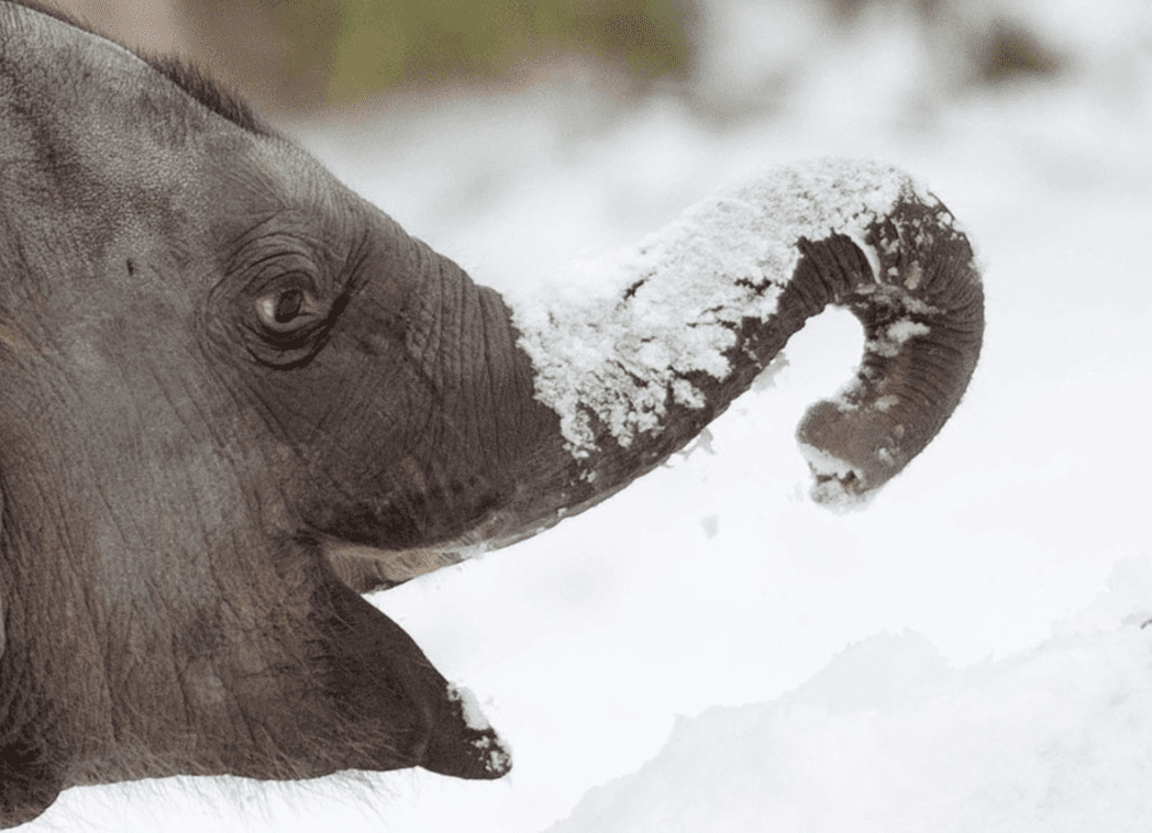 12 babydieren die zin hebben in de winter