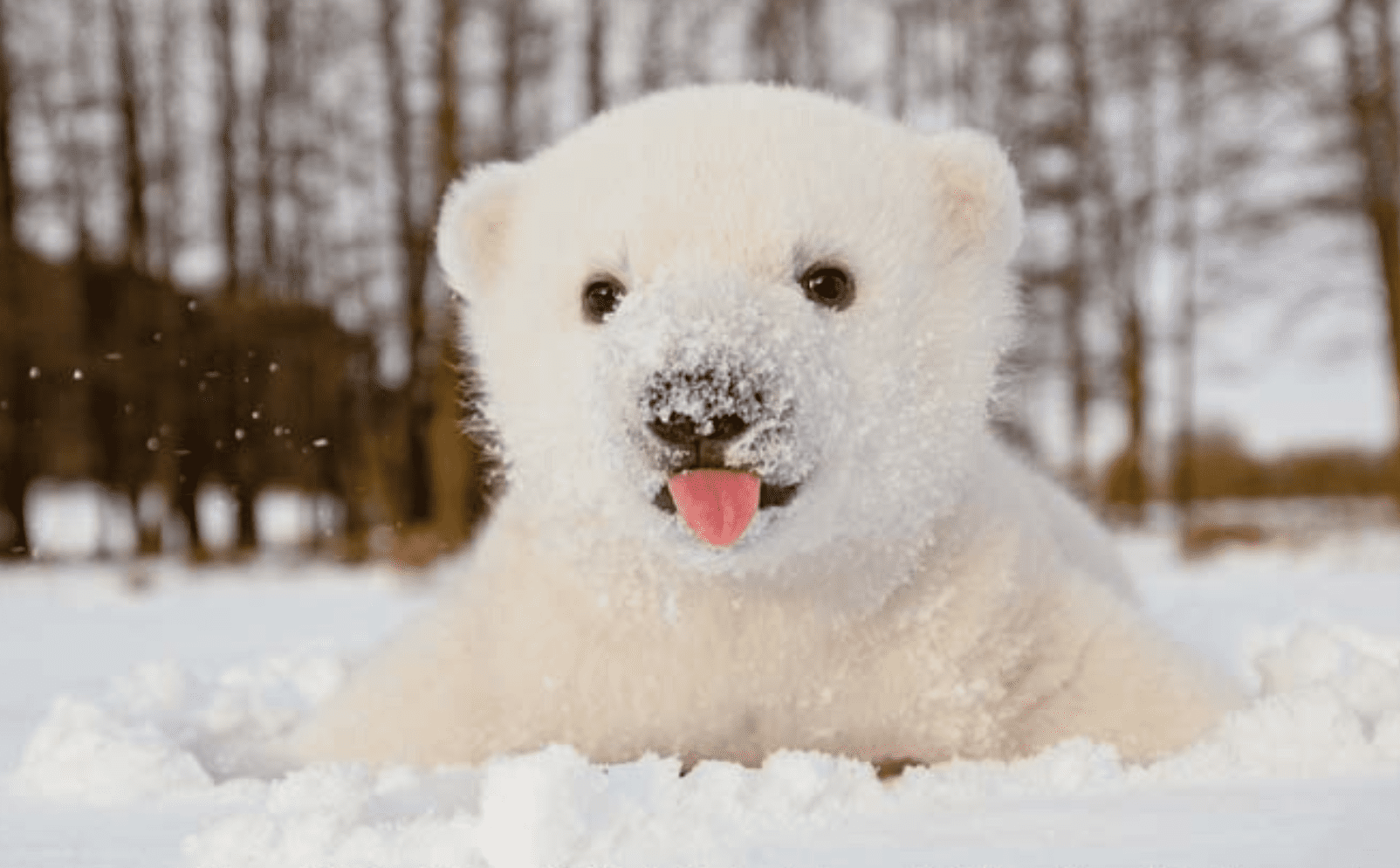 12 mláďat zvířat, která se těší na zimu
