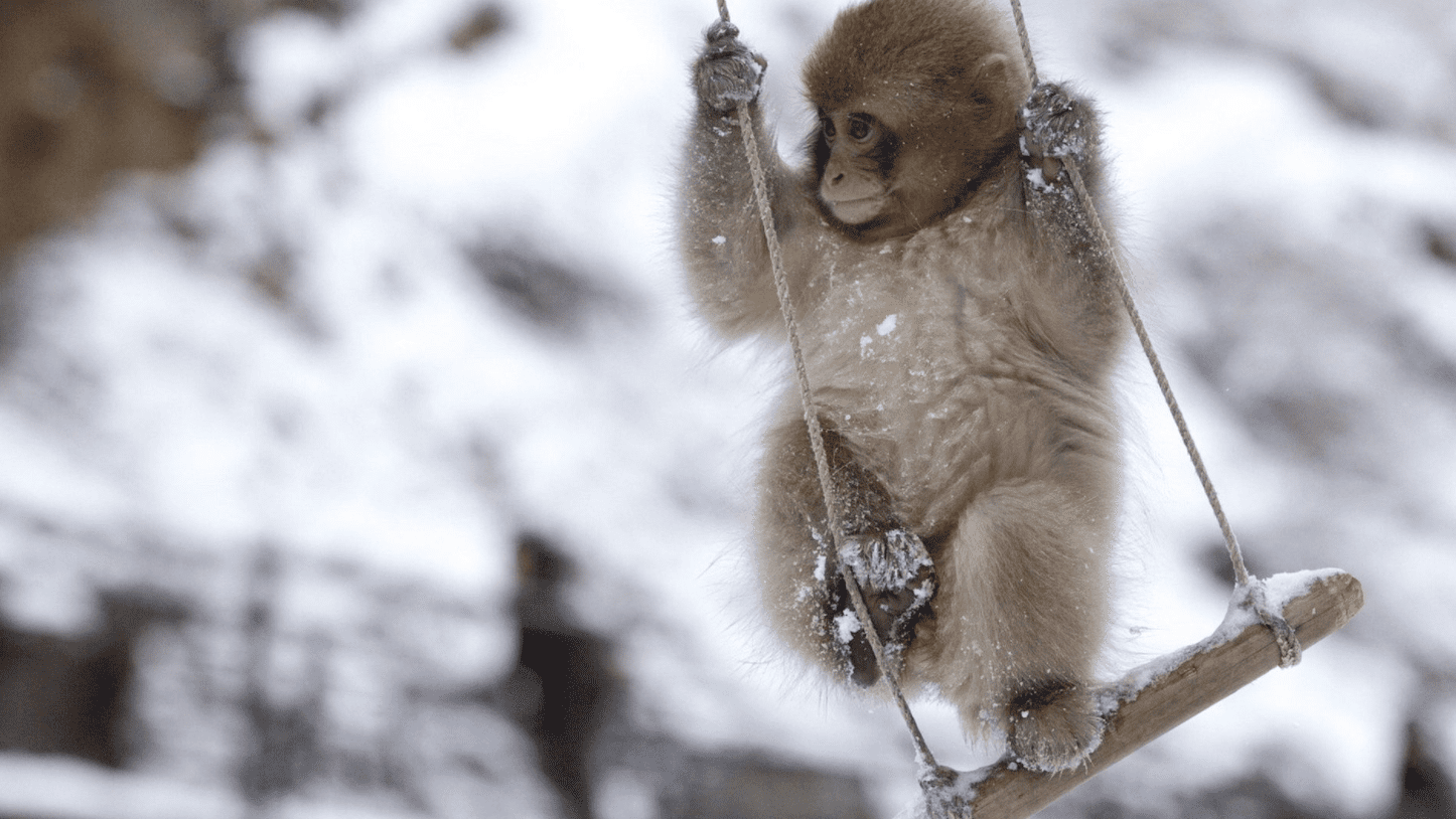 12 babydjur som längtar efter vintern