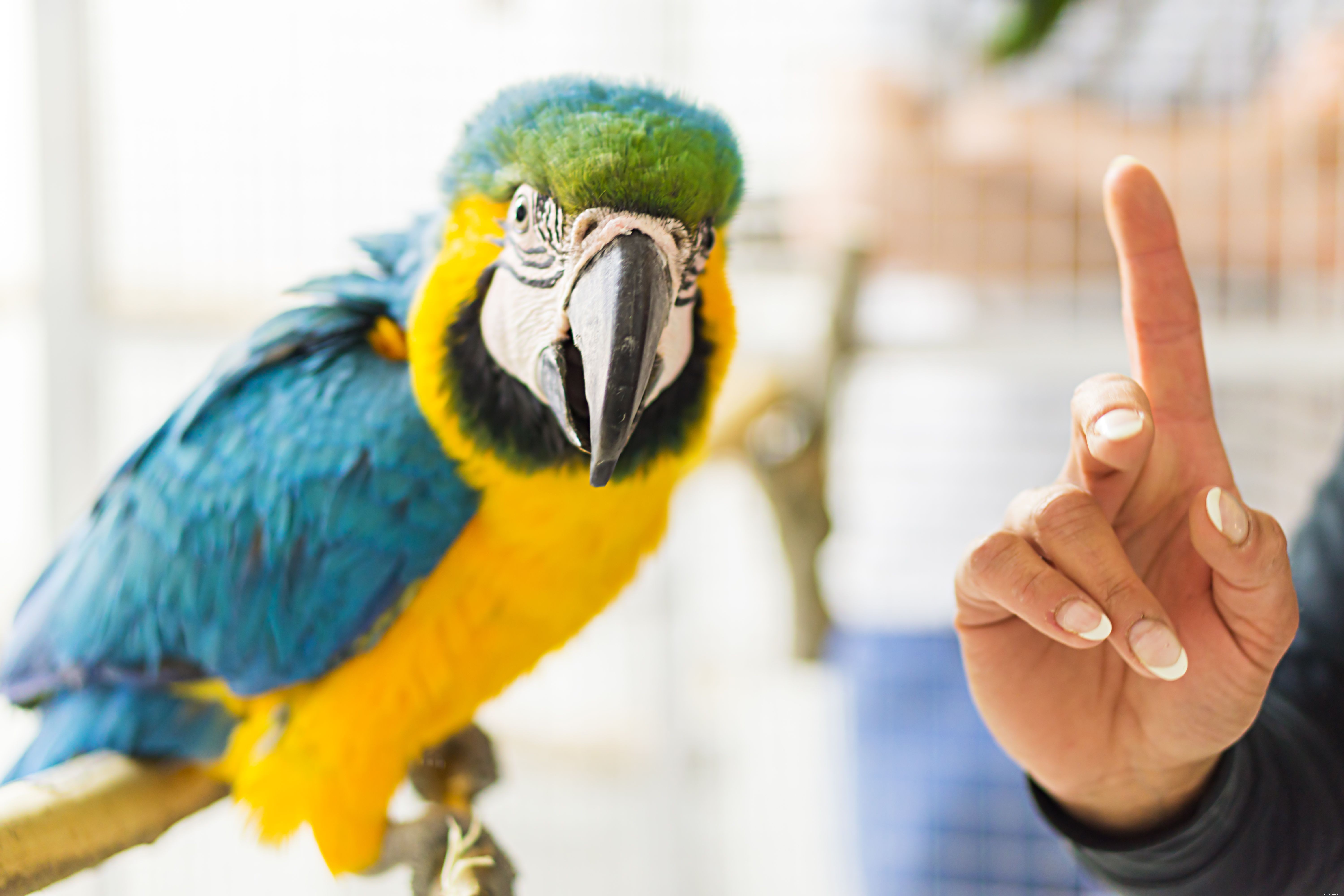 ペットの鳥に話すことを教える方法 