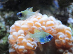 Nitrates dans les aquariums d eau salée