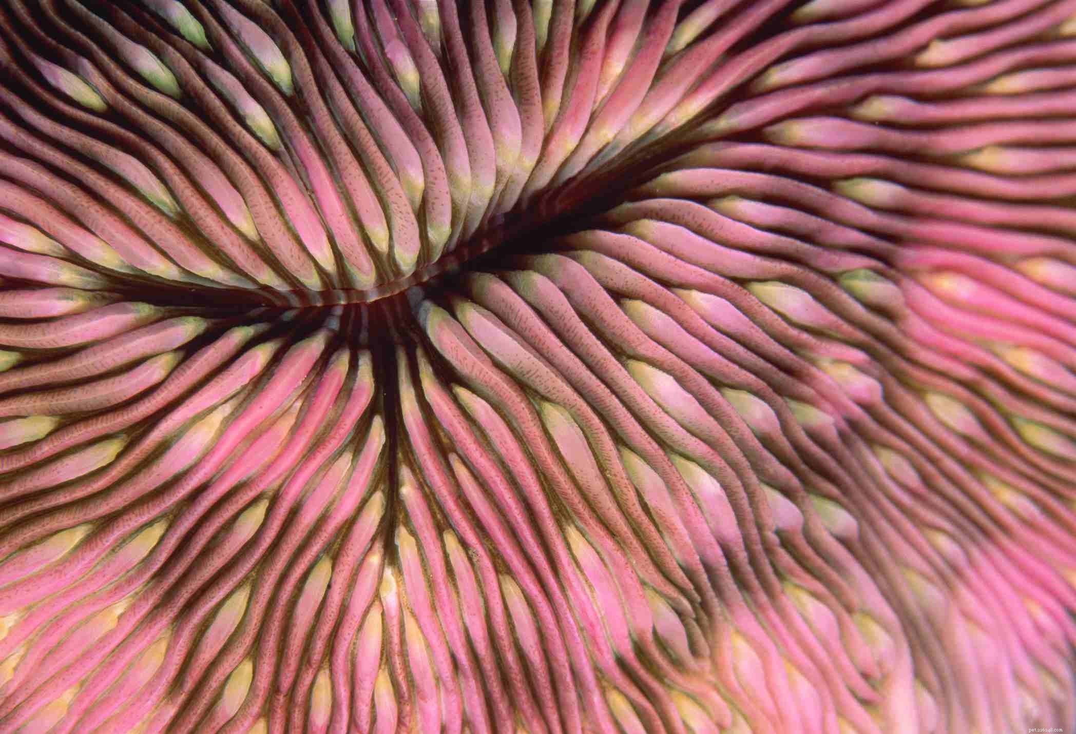 12 쉬운 바닷물 수족관 암초 산호 