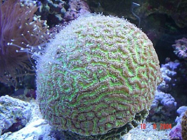 12 coraux de récif d aquarium d eau salée faciles