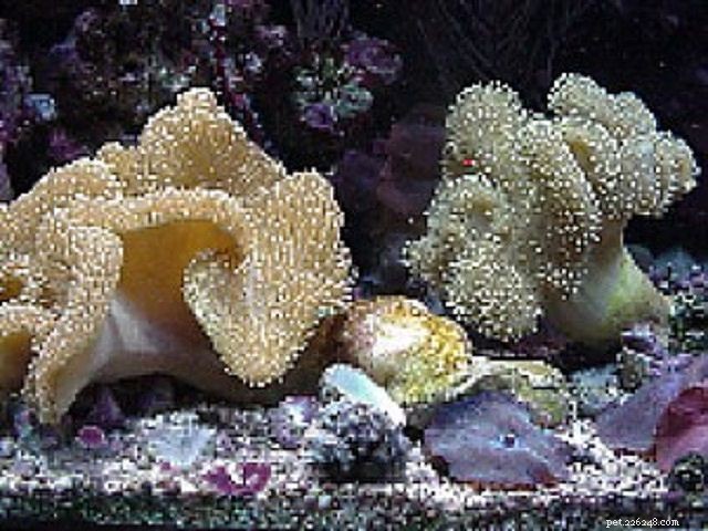 12 coraux de récif d aquarium d eau salée faciles