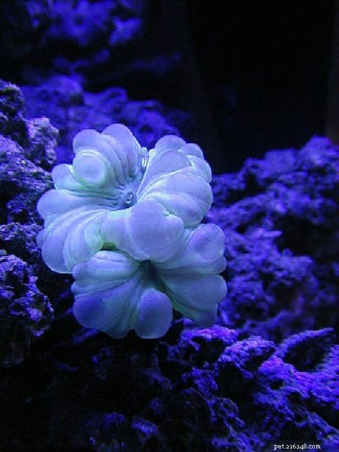 12 쉬운 바닷물 수족관 암초 산호 