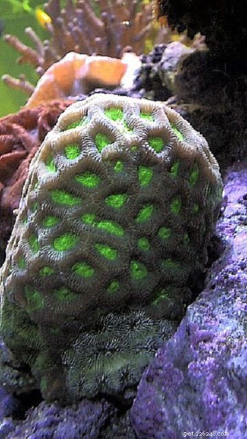 12 corais fáceis de aquário de água salgada