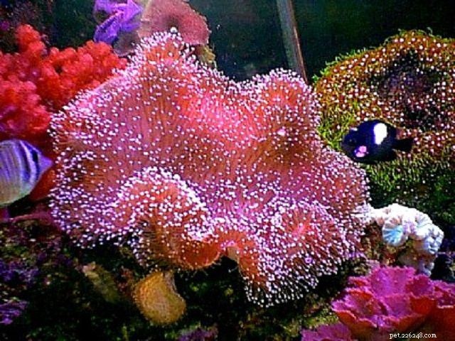 12 простых рифовых кораллов для морского аквариума