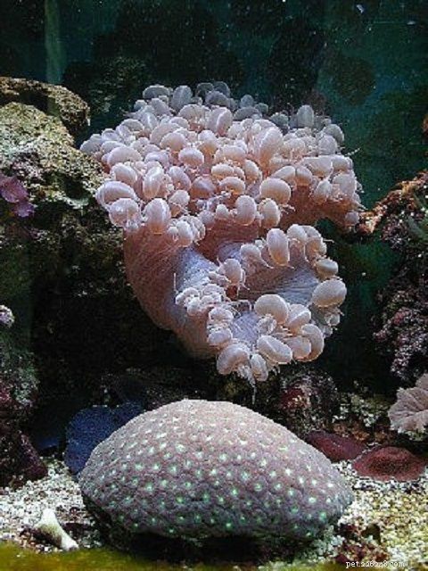 12 coralli di barriera corallina dell acquario di acqua salata facili