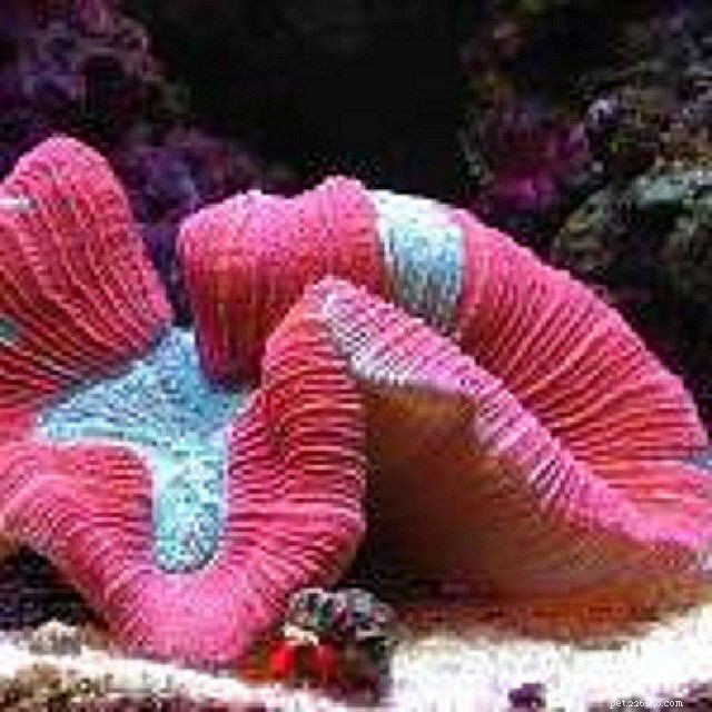 12 korálů z útesu v mořském akváriu Easy