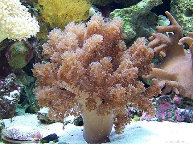 12 korálů z útesu v mořském akváriu Easy