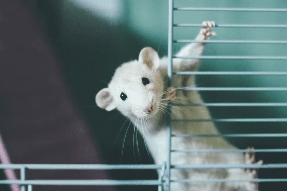 En gör-det-själv-bur för husdjursråttor