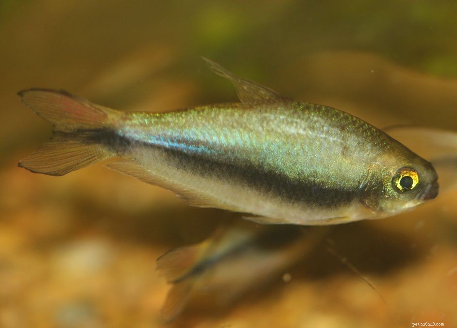 Profilo delle specie di pesci dell imperatore Tetra