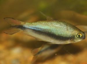 Profil rybího druhu císaře Tetra