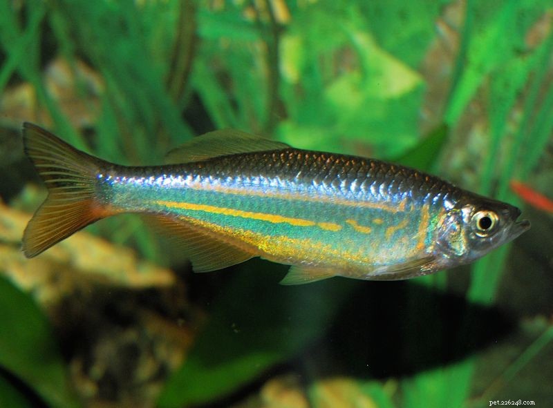 Profilo della specie di pesce gigante di Danio