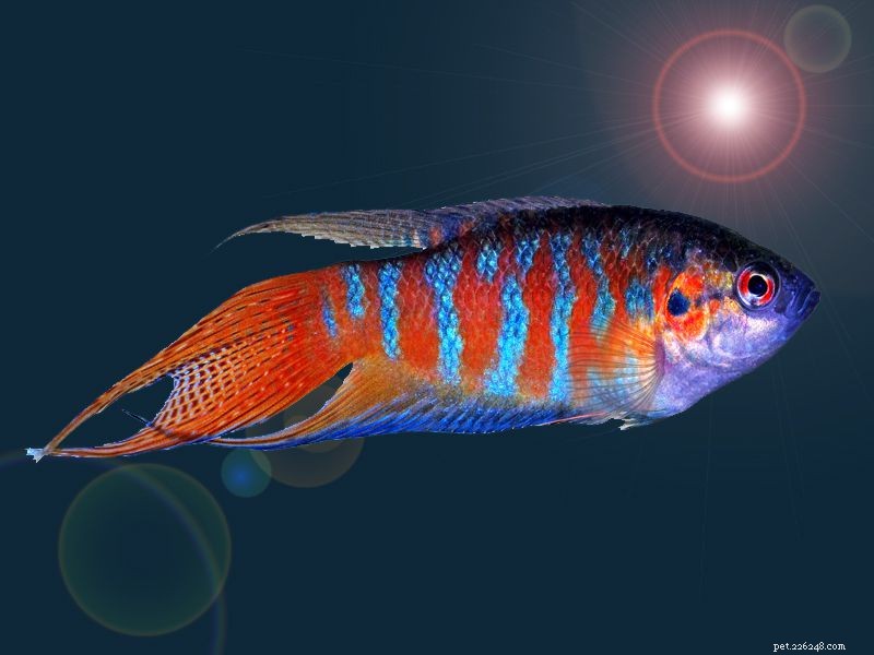 Profilo della specie pesce paradiso (Blue Paradise Gourami)