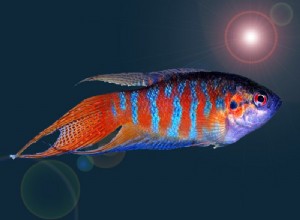 Profil druhů rajských ryb (Blue Paradise Gourami)
