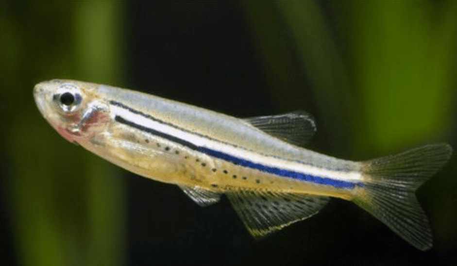 Profil rybího druhu Danio trpasličího skvrnitého