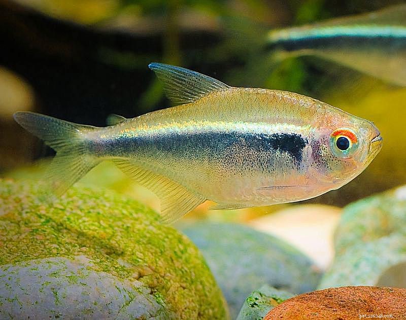 Perfil da espécie de peixe Tetra de néon preto