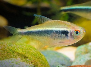 Profil rybích druhů Coolie Loach