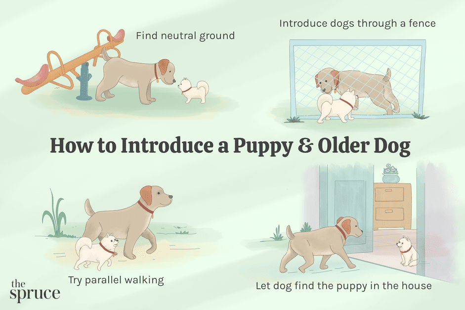 나이든 개에게 새 강아지를 입양하도록 훈련시키는 방법