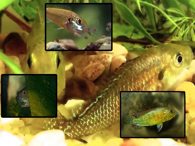Profil rybího druhu trpasličího egyptského tlamáče