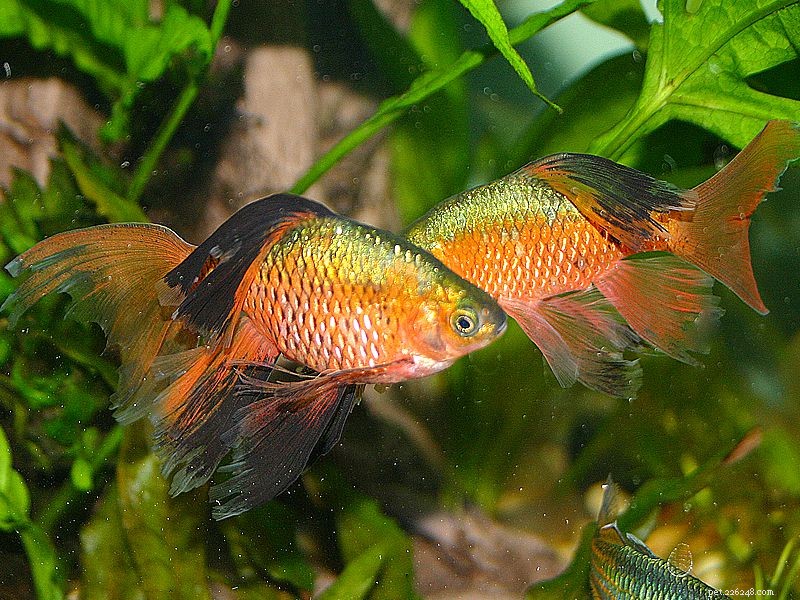 Rosy Barb Fish Art Profile