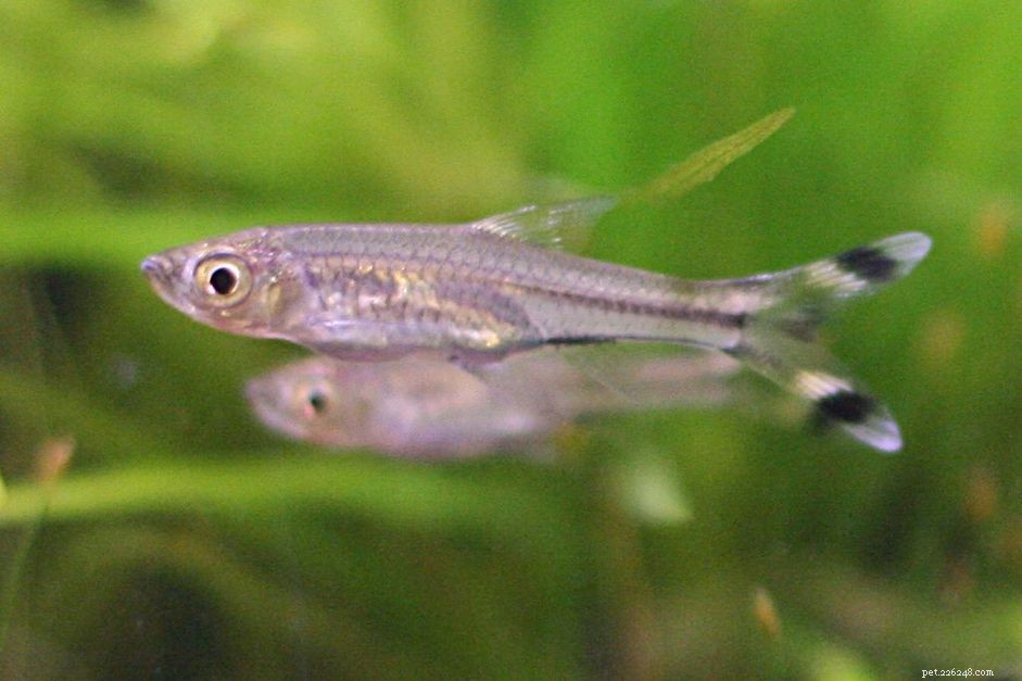 Profil d espèce de poisson Rasbora en ciseaux