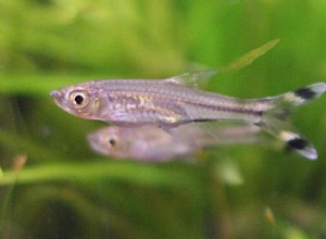 Profil d espèce de poisson Rasbora en ciseaux