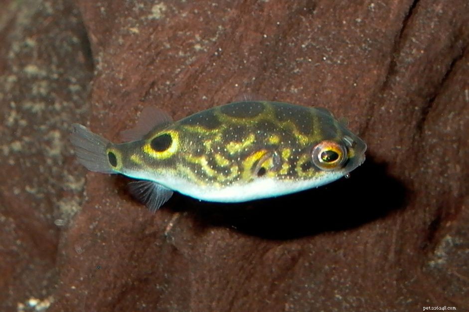 Figur 8 Profil för pufferfiskarter