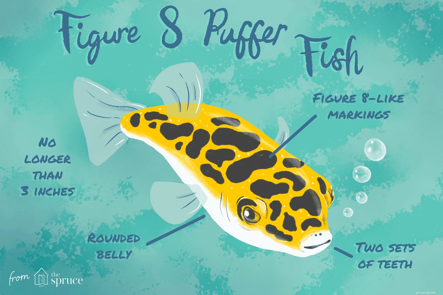 Obrázek 8 Profil druhů ryb puffer