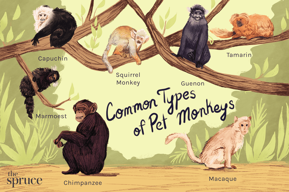 7 tipi di primati tenuti come animali domestici