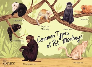 7 видов приматов, которых содержат в качестве домашних животных