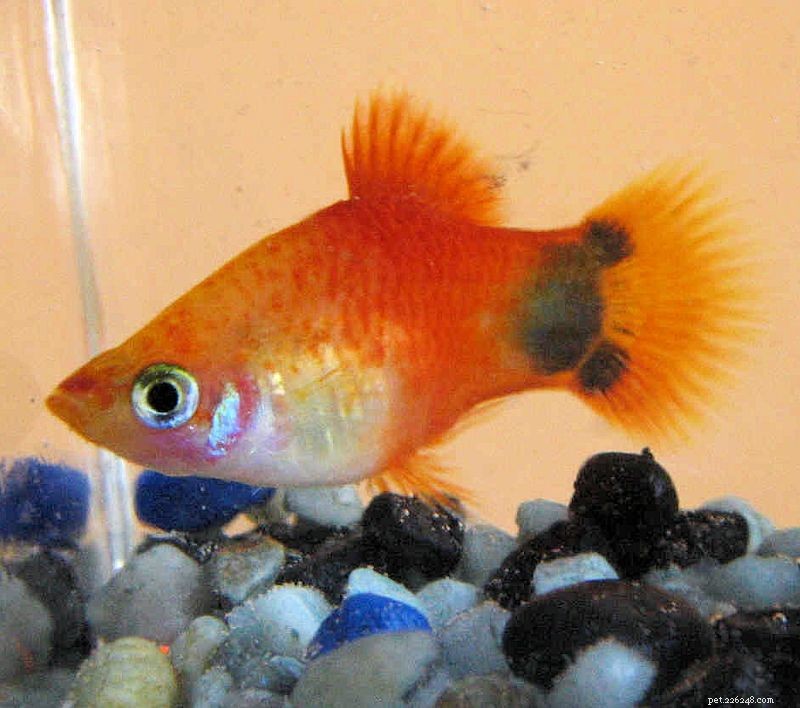 Mickey Mouse Platy Fish Species Profile