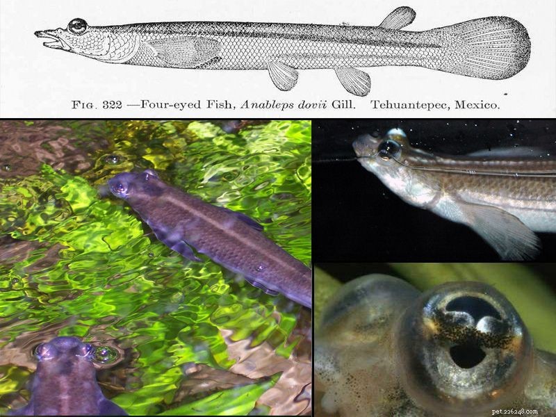 Perfil da espécie Anableps (peixe de quatro olhos)