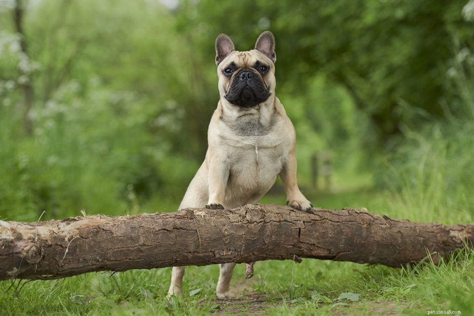 14 французских пород собак, которые привлекают внимание