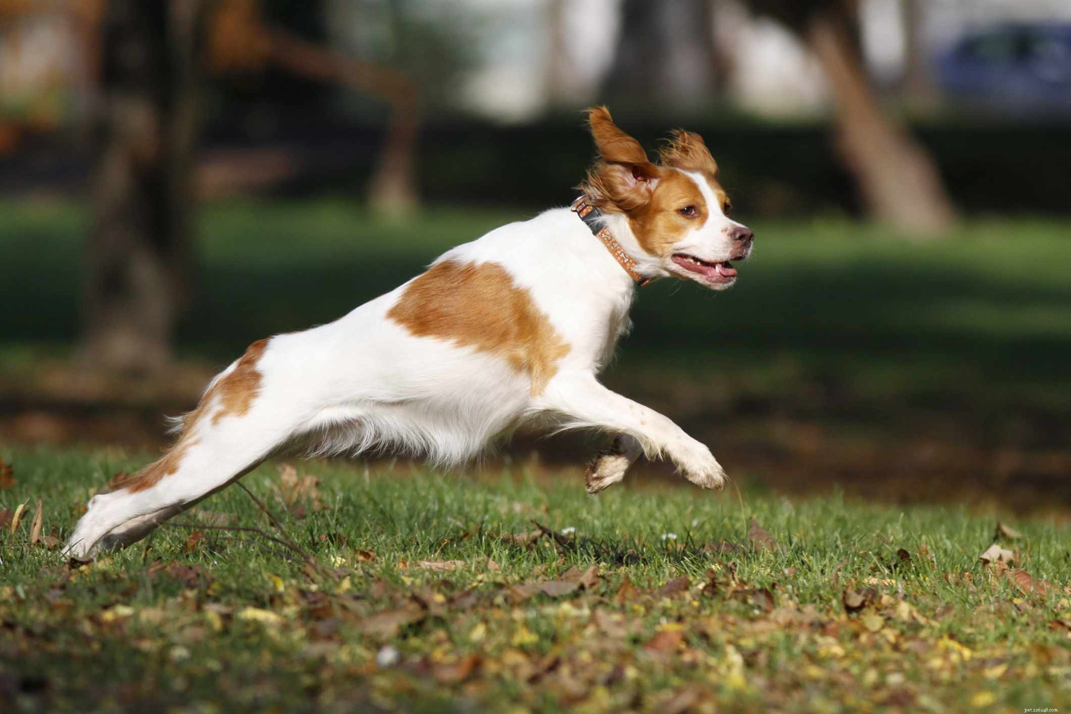 14 raças de cães franceses que chamam a atenção