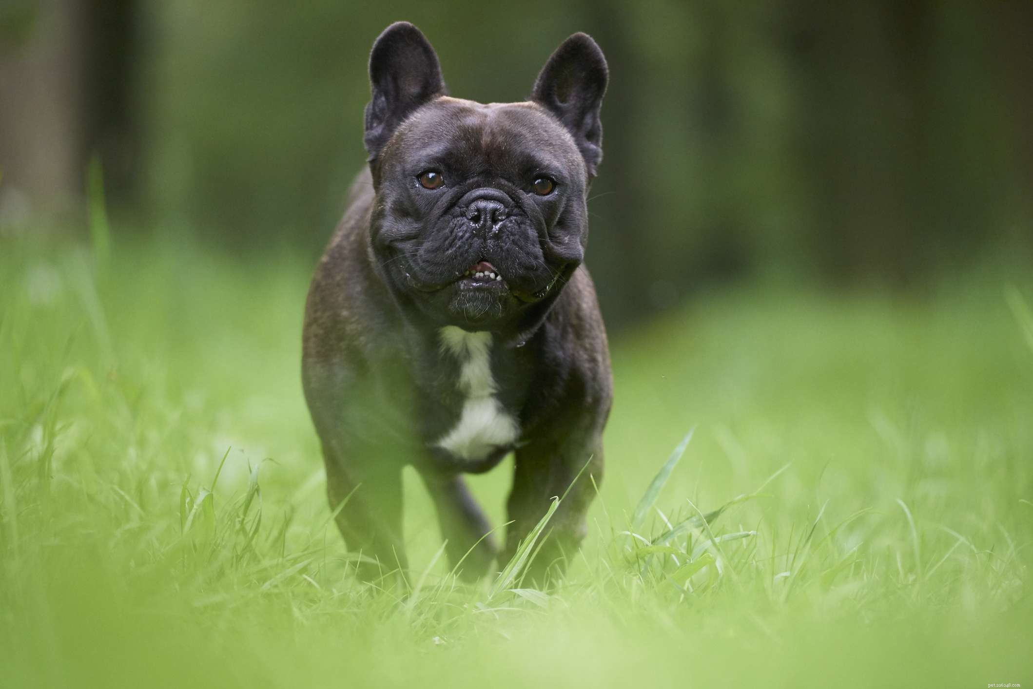 14 franska hundraser som väcker huvudena