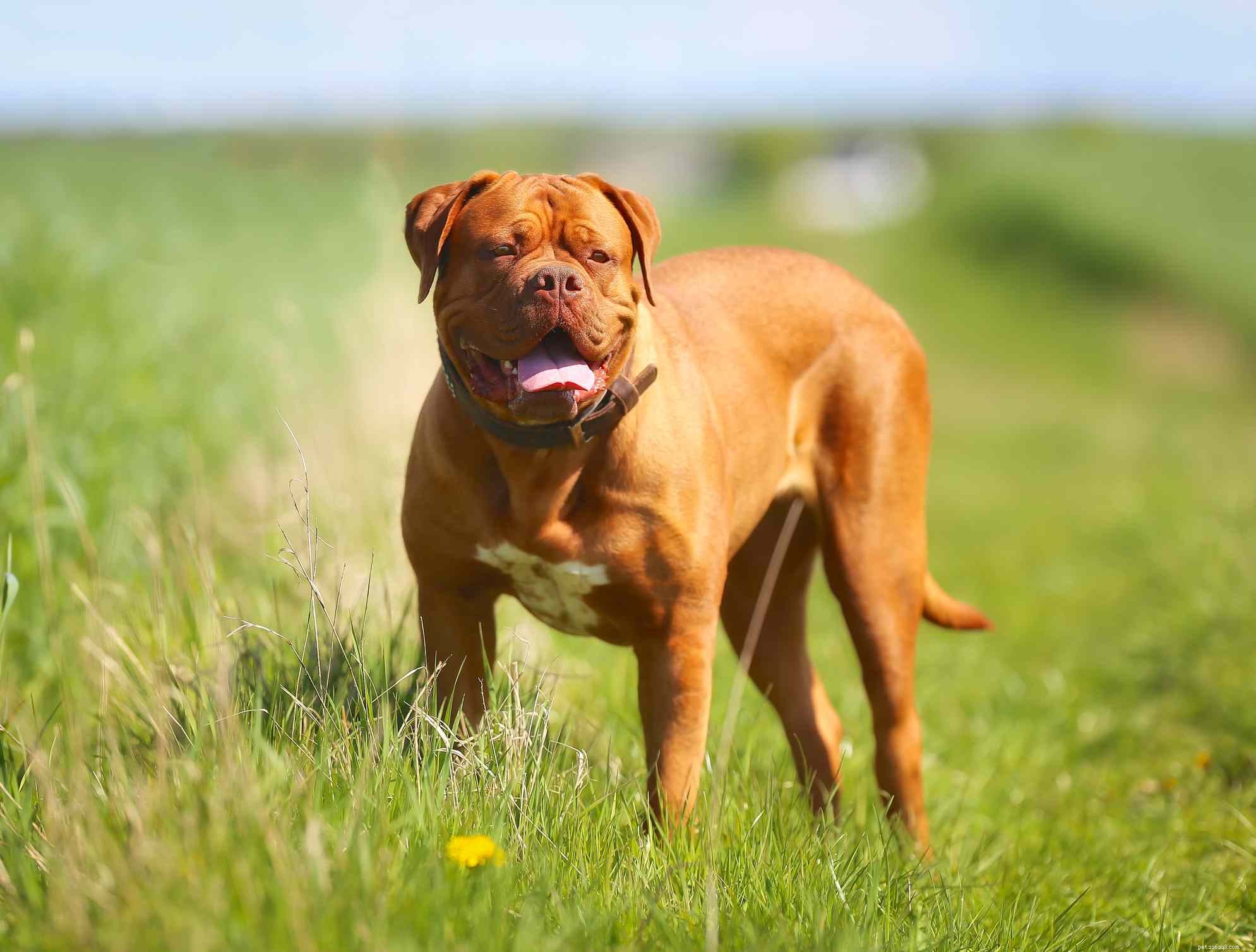 14 races de chiens français qui font tourner les têtes