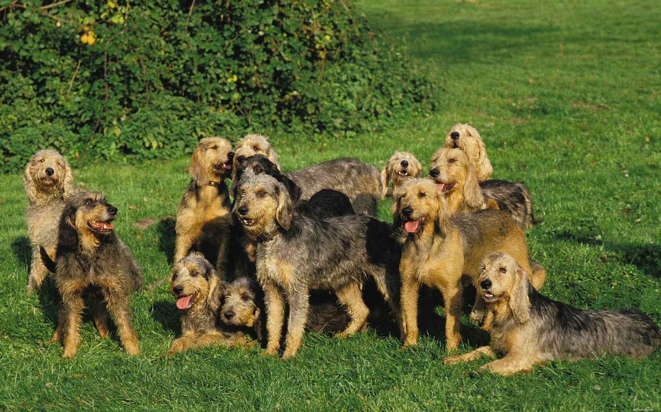 14 французских пород собак, которые привлекают внимание