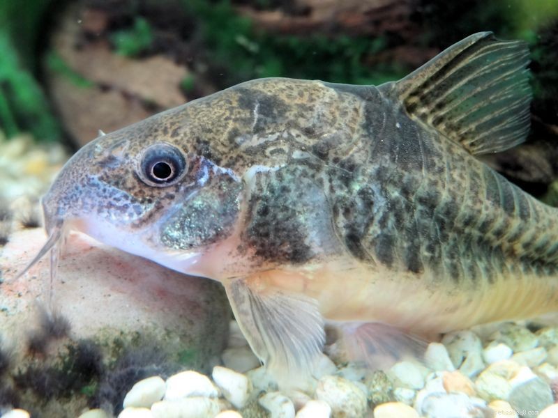 Profilo delle specie di pesci Pepper Cory