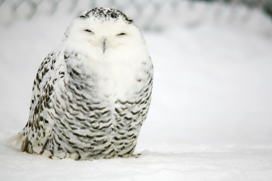Harfang des neiges :Profil des espèces d oiseaux