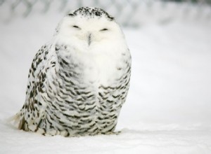 Harfang des neiges :Profil des espèces d oiseaux