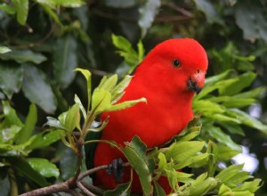 Papoušek královský (zelenokřídlý):Profil druhů ptáků