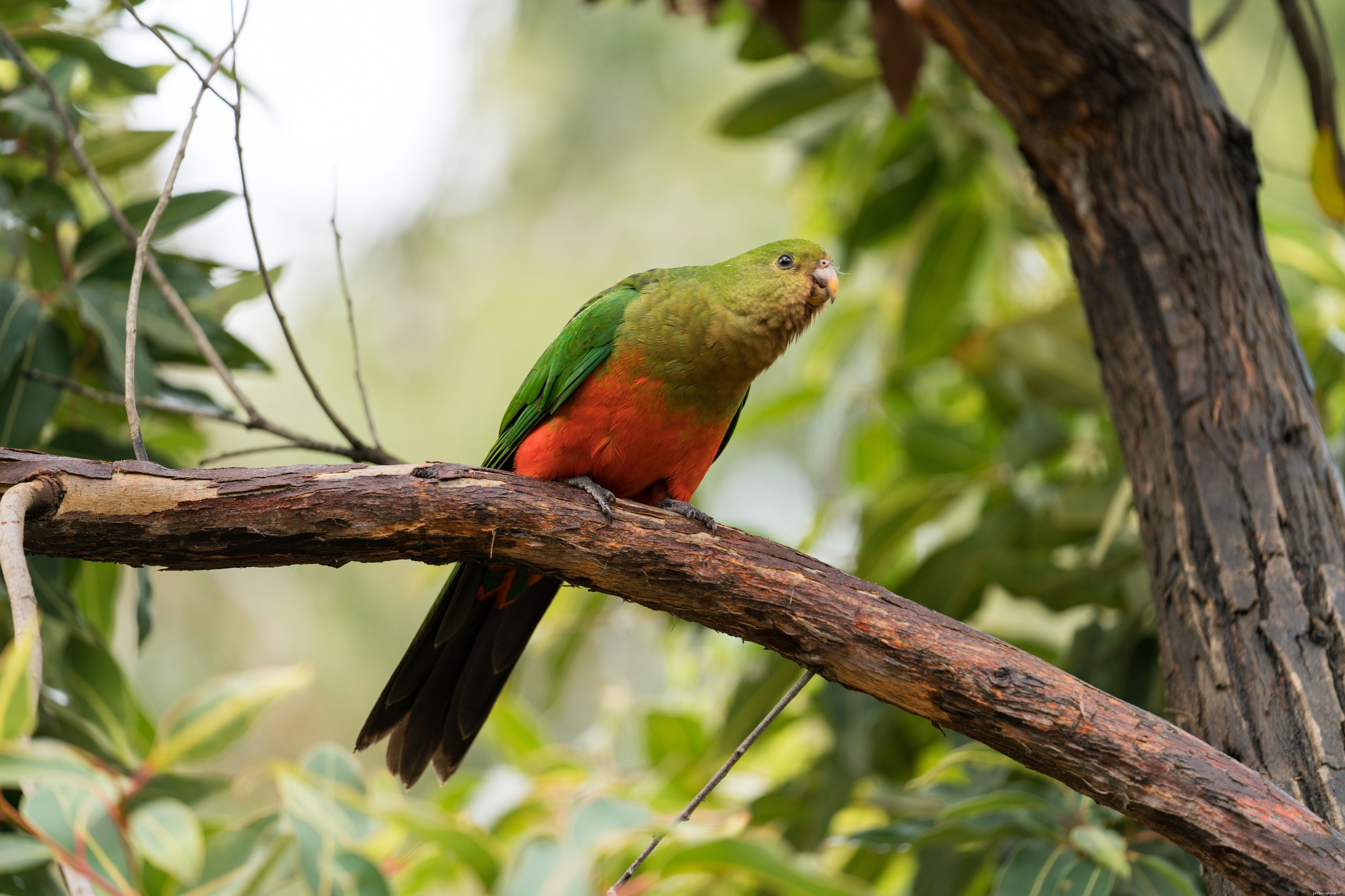 Pappagallo reale australiano (ali verdi):profilo delle specie di uccelli