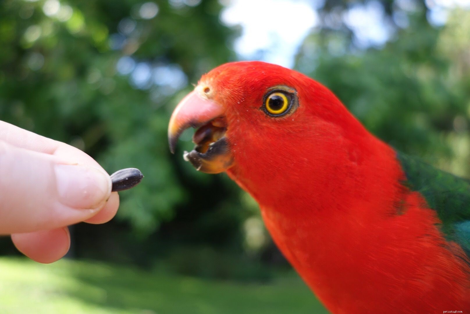 Papoušek královský (zelenokřídlý):Profil druhů ptáků
