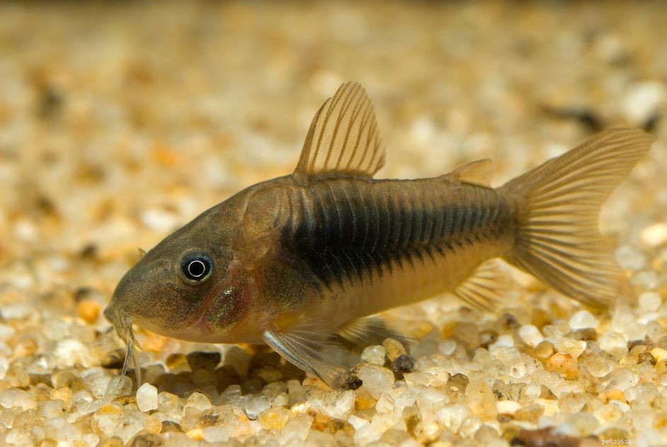 Perfil da espécie de peixe Corydoras de bronze