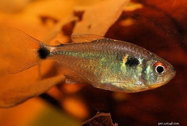 Profilo della specie Tetra (Beacon Fish) Head and Tail Light